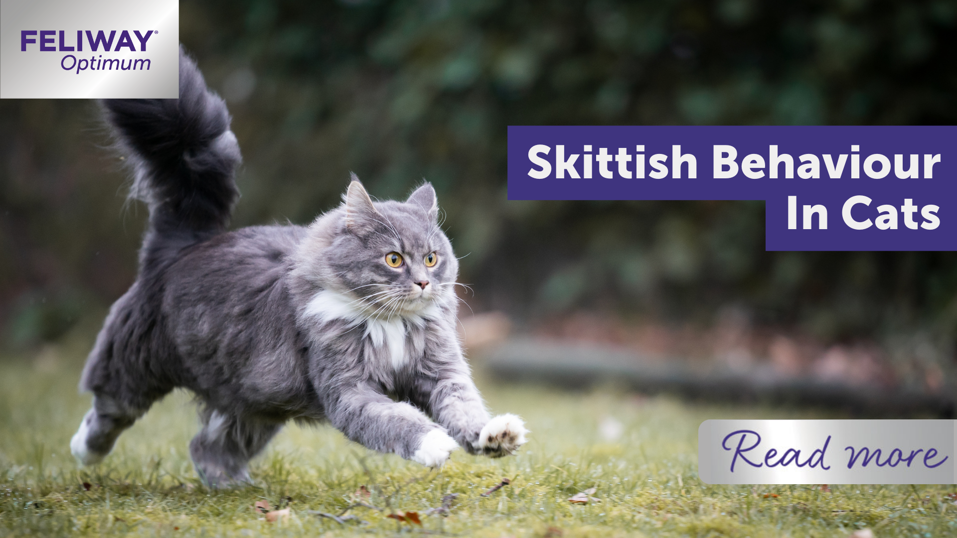 Skittish behaviour in cats