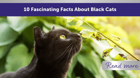 10 fascinating facts about black cats