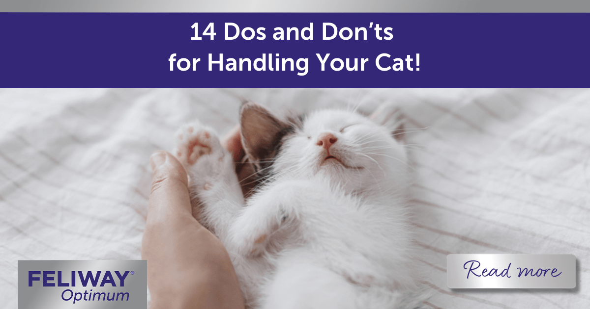 14 Dos and Don’ts for Handling Your Cat! - FELIWAY