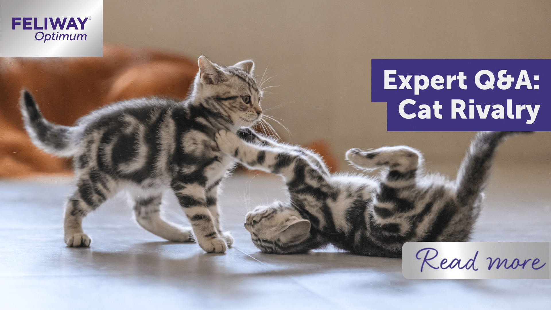 Expert Q&A: Cat¬†Rivalry