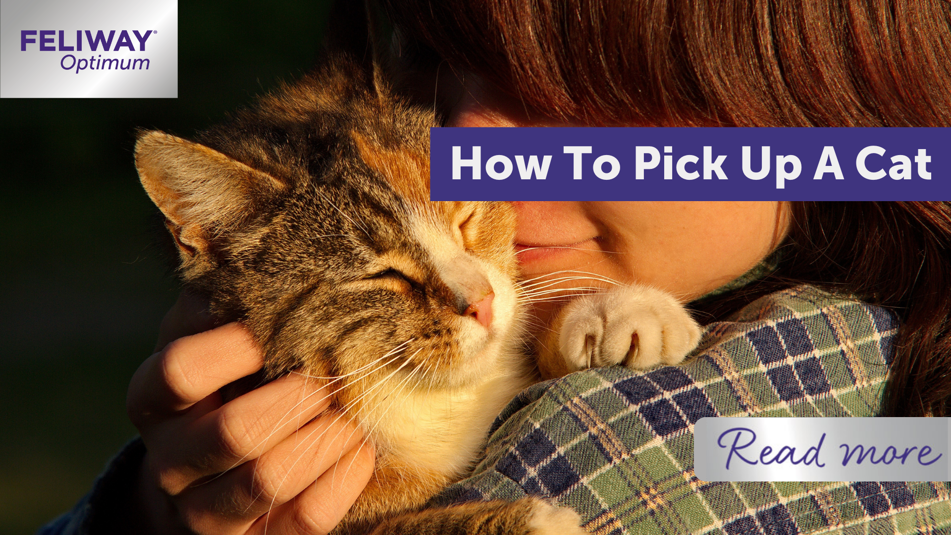 How To Pick Up A Cat