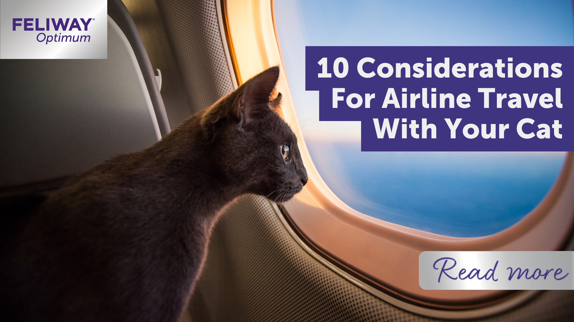 10 Considerations For Airline Travel With Your Cat – Feliway UK