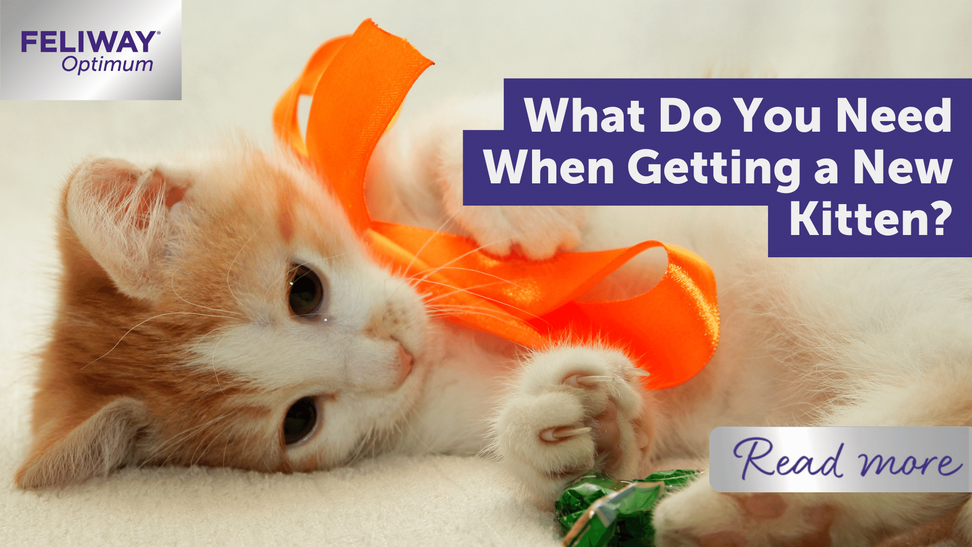 What Do You Need When Getting A New Kitten?