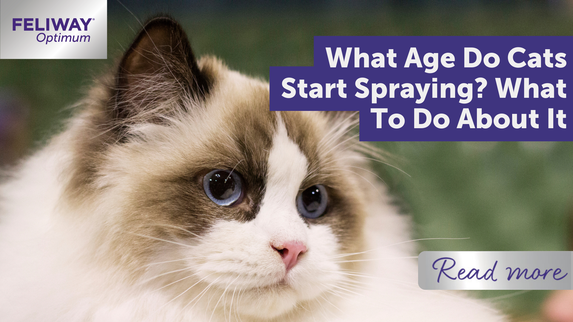 What Age Do Cats Start Spraying? What To Do About It