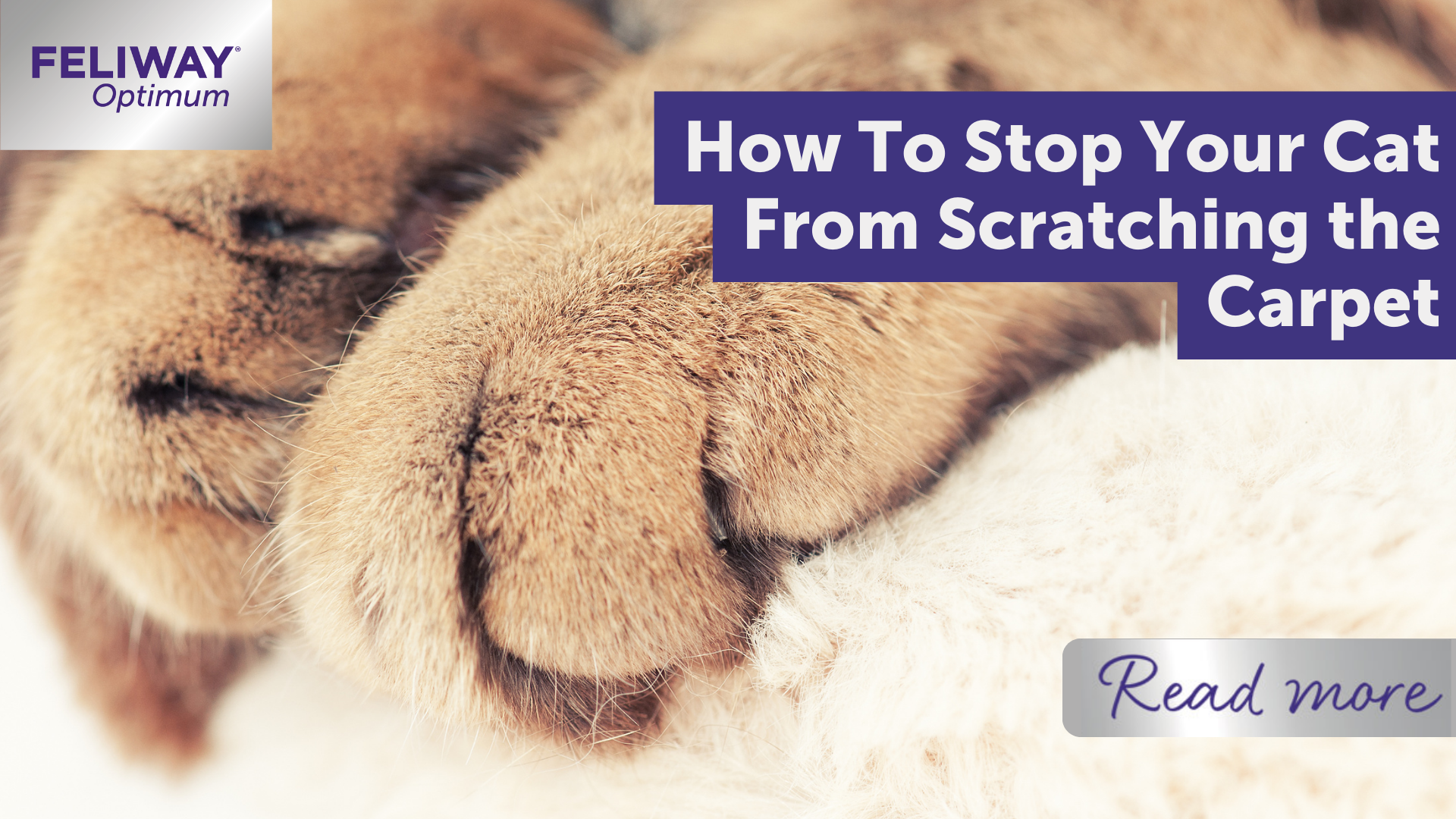Why Do Cats Scratch? 3 Reasons, and How To Stop It