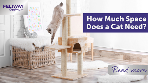 How Much Space Does a Cat Need?