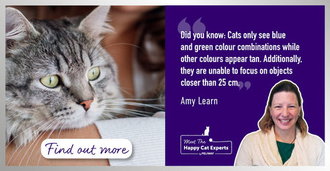 Senses and Our Cats with Happy Cat Expert: Part 1 - Vision in Cats