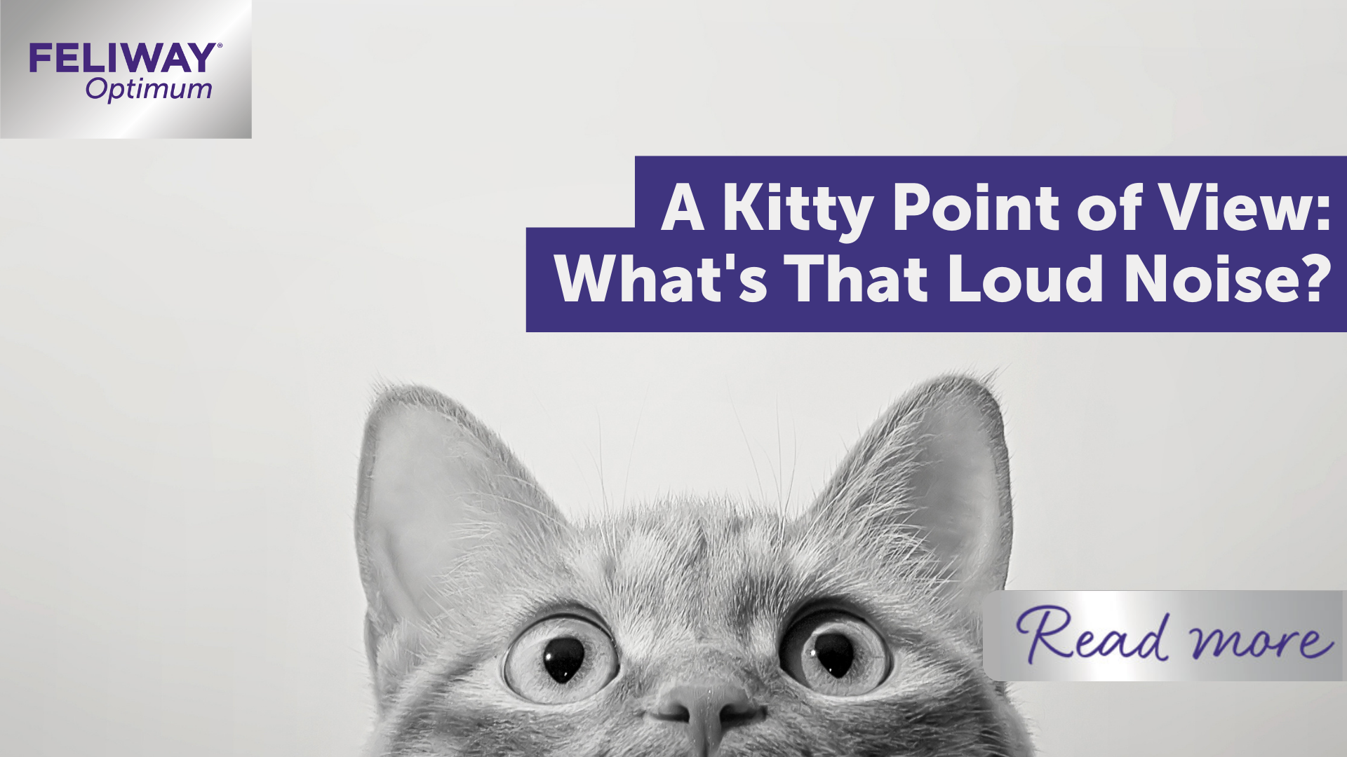 A Kitty’s point of view: What's that loud noise?