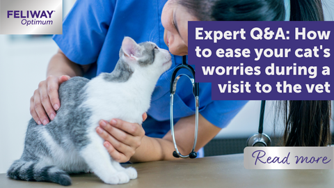 Expert Q&A: How to ease your catโรรดs worries during a visit to the vet