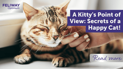 A Kitty's Point of View: Secrets of a Happy Cat!