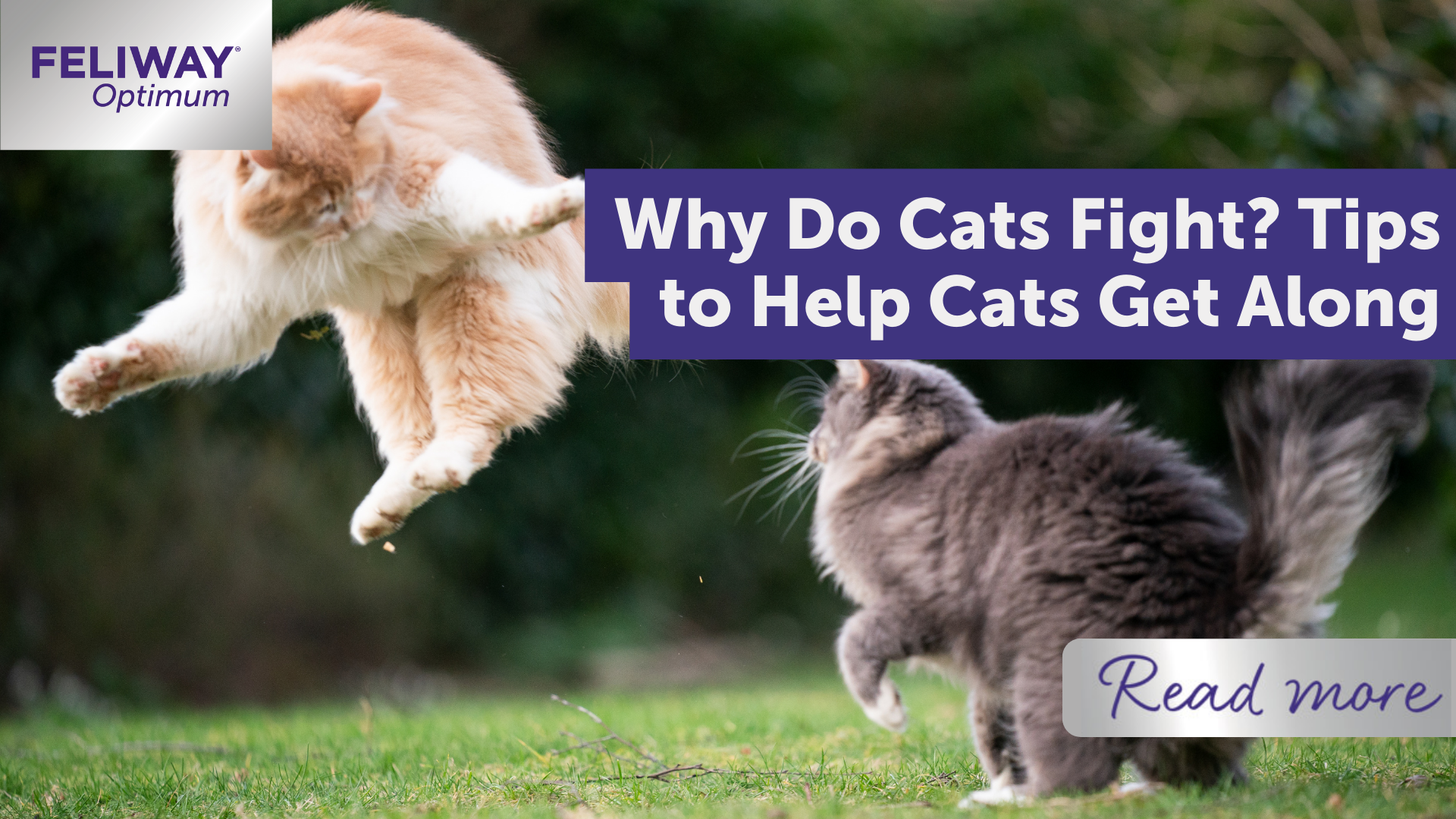 Why Do Cats Fight? Tips to Help Cats Get Along