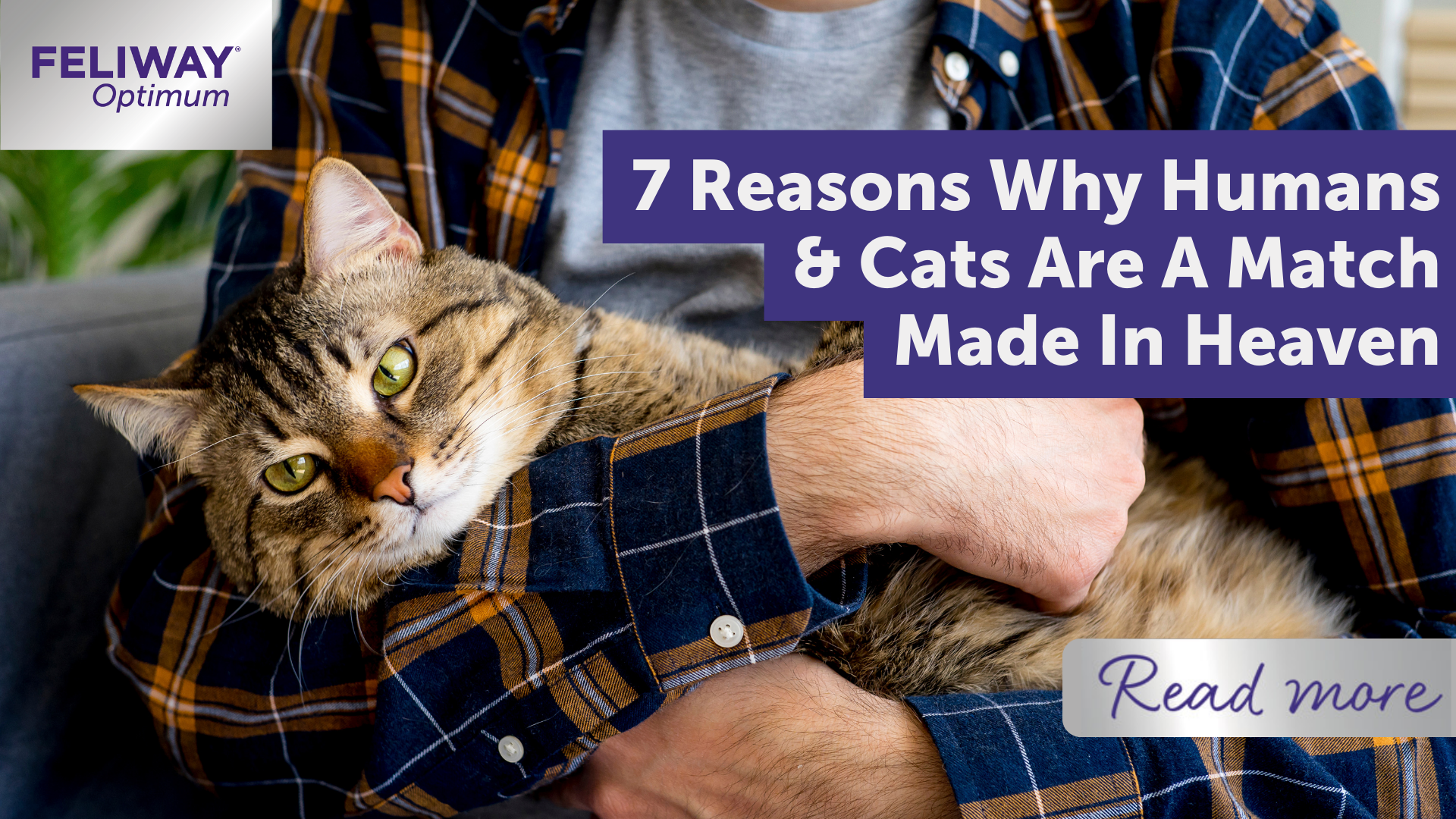 7 Reasons Why Humans & Cats Are A Match Made In Heaven