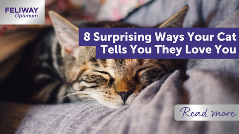 8 surprising ways your cat tells you they loveยฌโ you