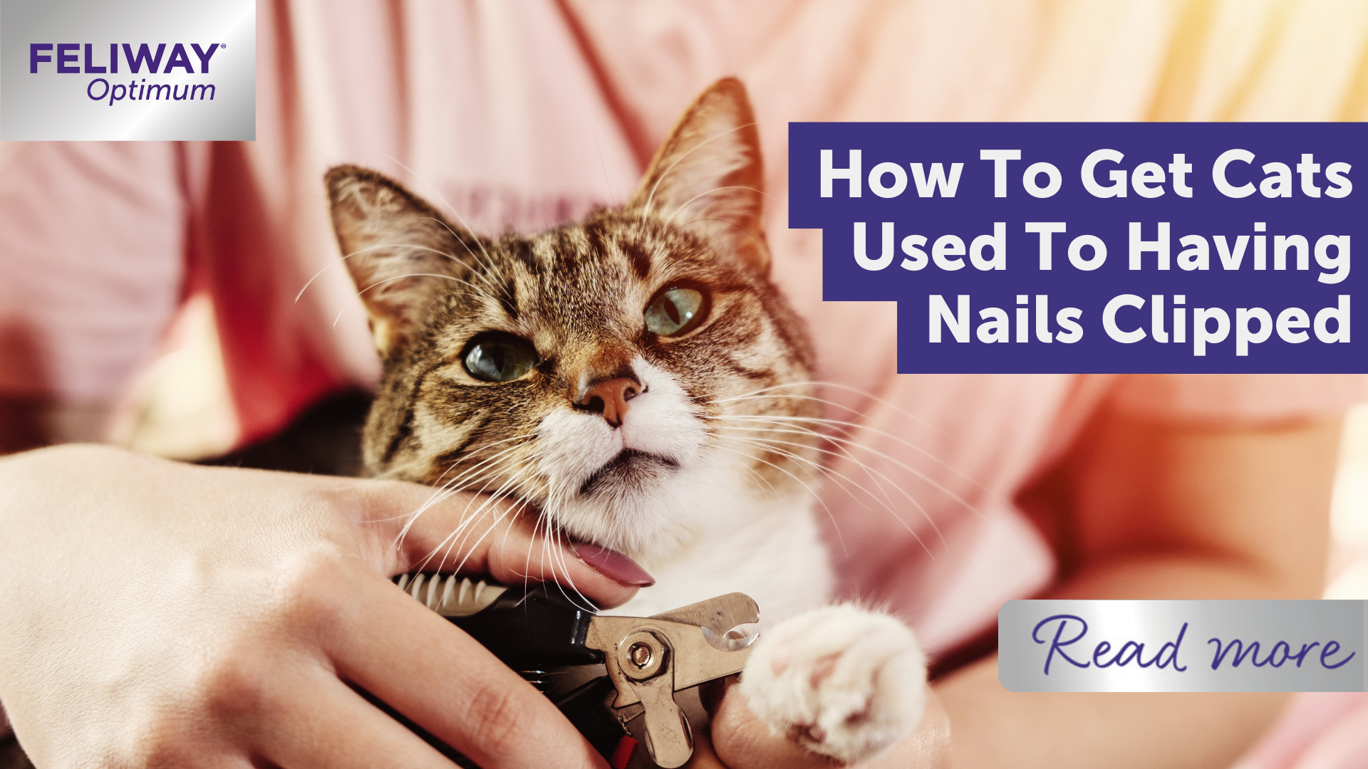How to get cats used to having nails clipped