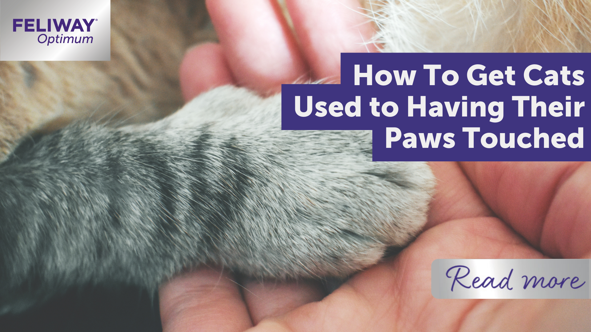 HOW TO GET CATS USED TO HAVING THEIR PAWS TOUCHED