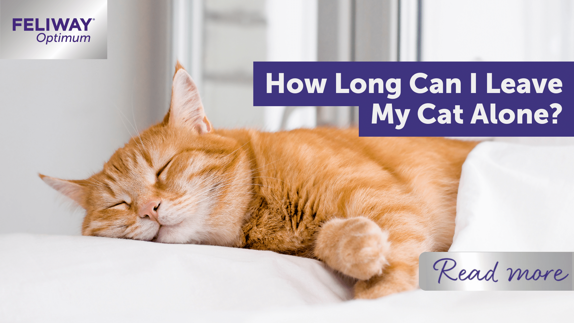How Long Can I Leave My Cat Alone?