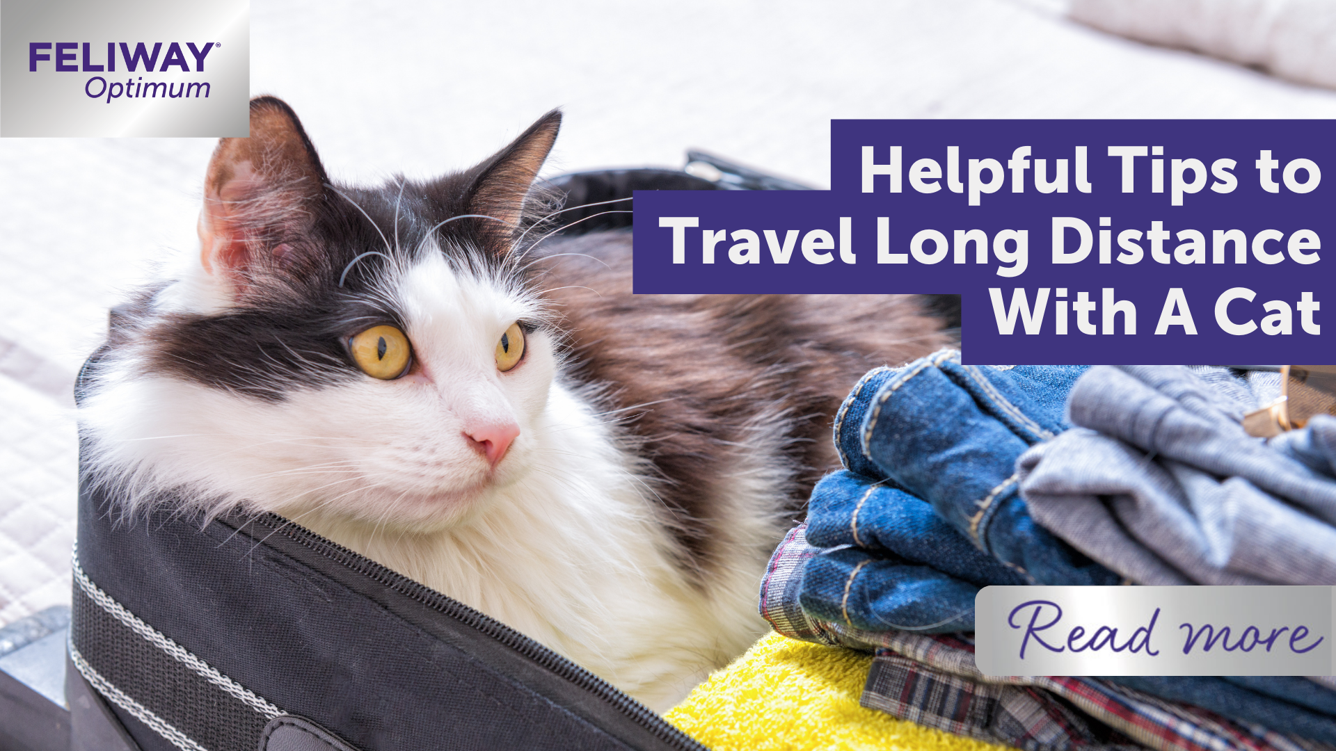 Helpful Tips to Travel Long Distance With A Cat
