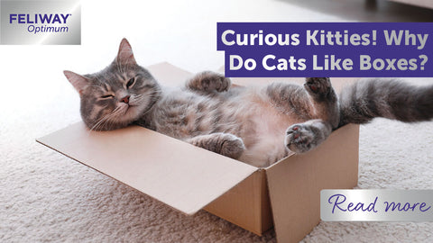 Curious Kitties! Why Do Cats Like Boxes?