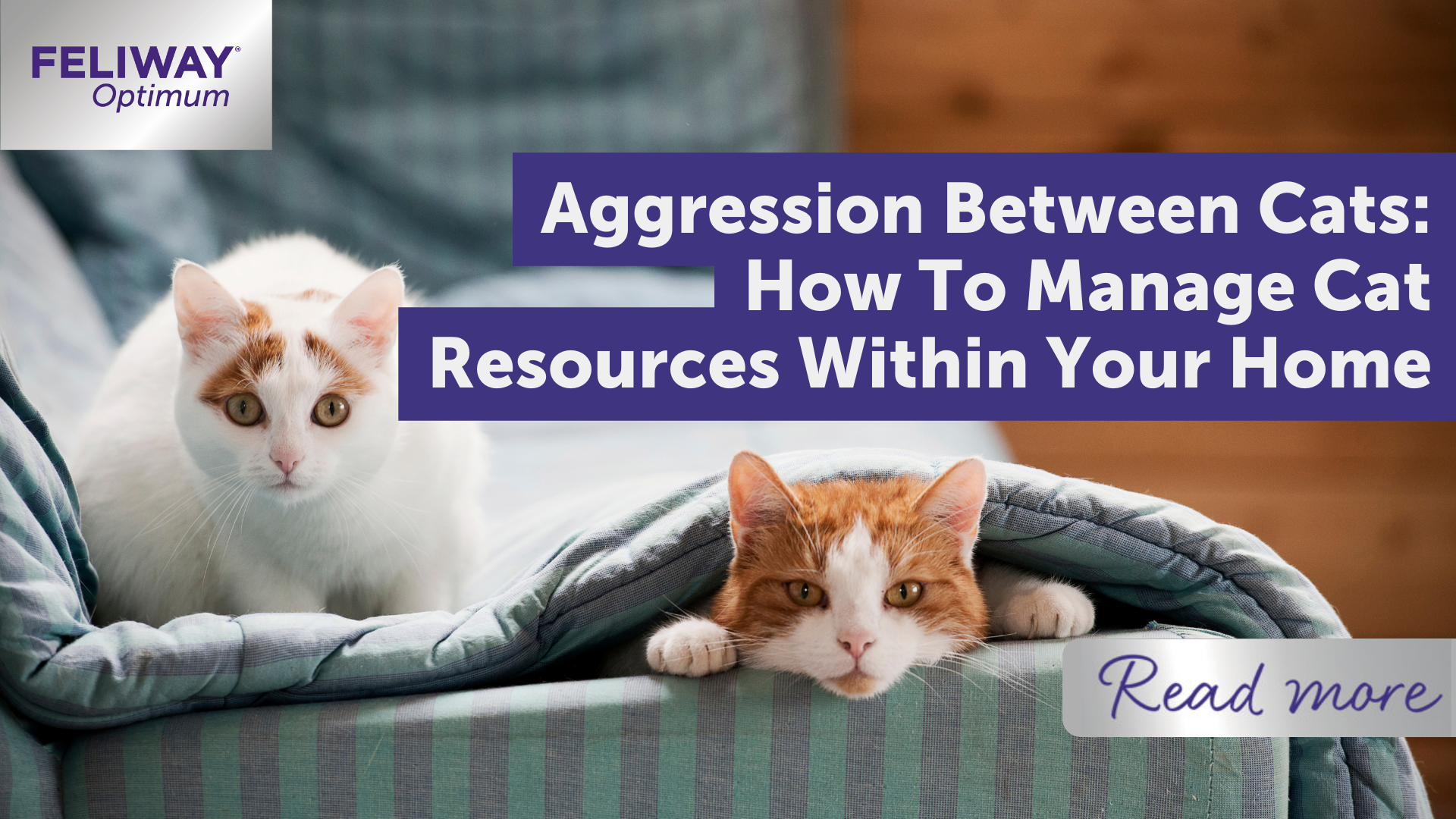 Aggression Between Cats: How To Manage Cat Resources Within Your Home