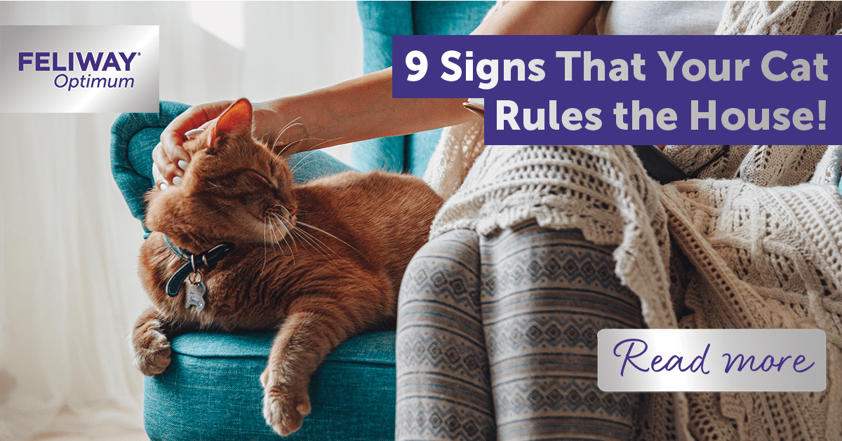 9 Signs That Your Cat Rules The House!