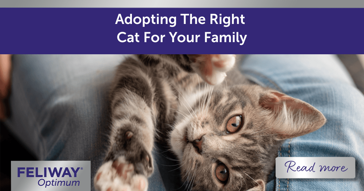 Adopting The Right Cat For Your Family
