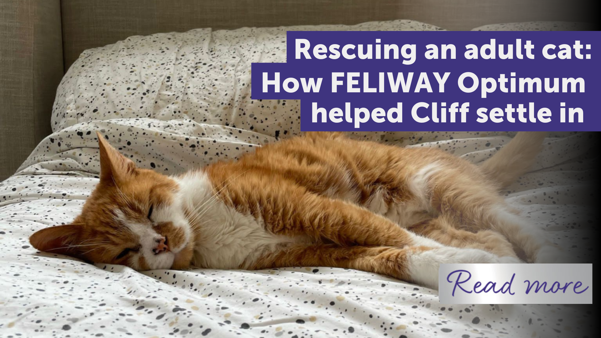 How FELIWAY Optimum helped rescue cat, Cliff, settle into his new home