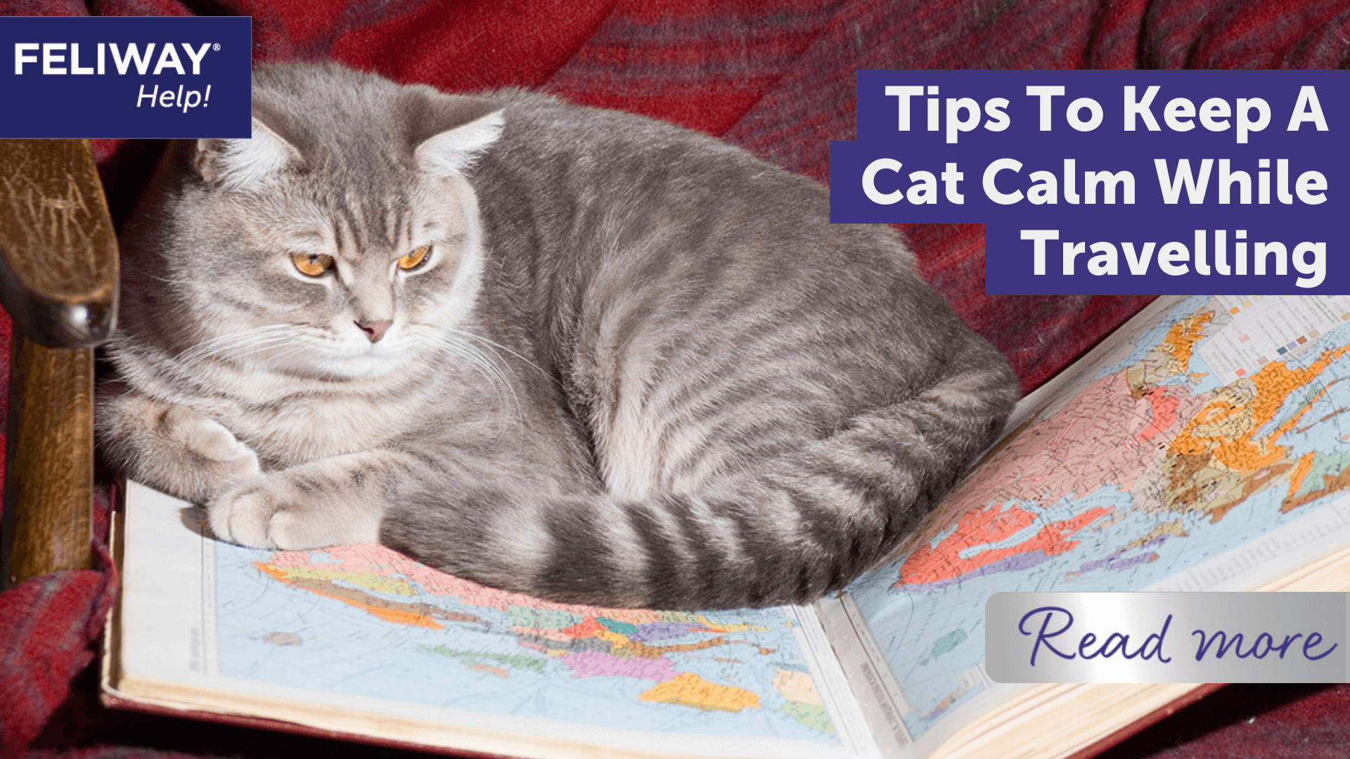 Tips To Keep a Cat Calm While Travelling