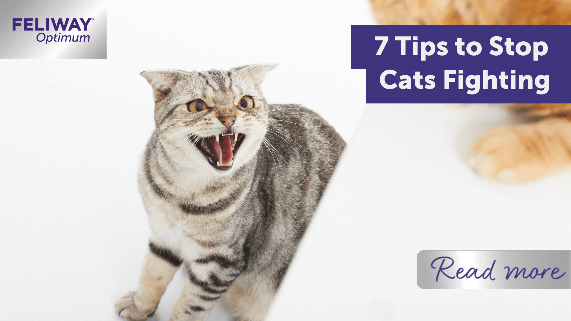 7 Tips to Stop Cats Fighting