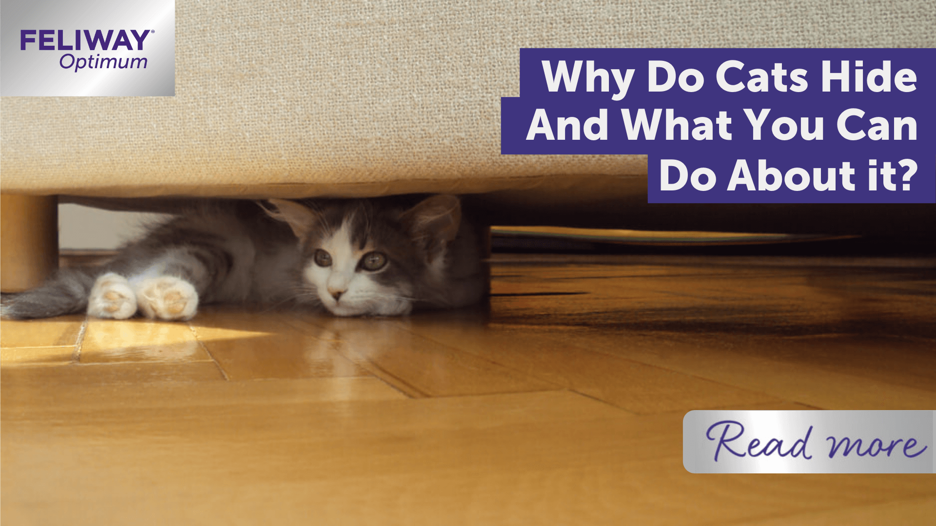 Why Do Cats Hide, and What Can You Do About It?