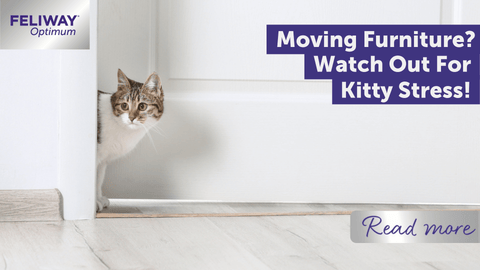 Moving Furniture? Watch Out For Kitty Stress!