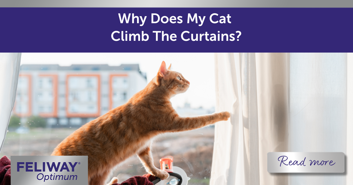 Why Does My Cat Climb The Curtains?
