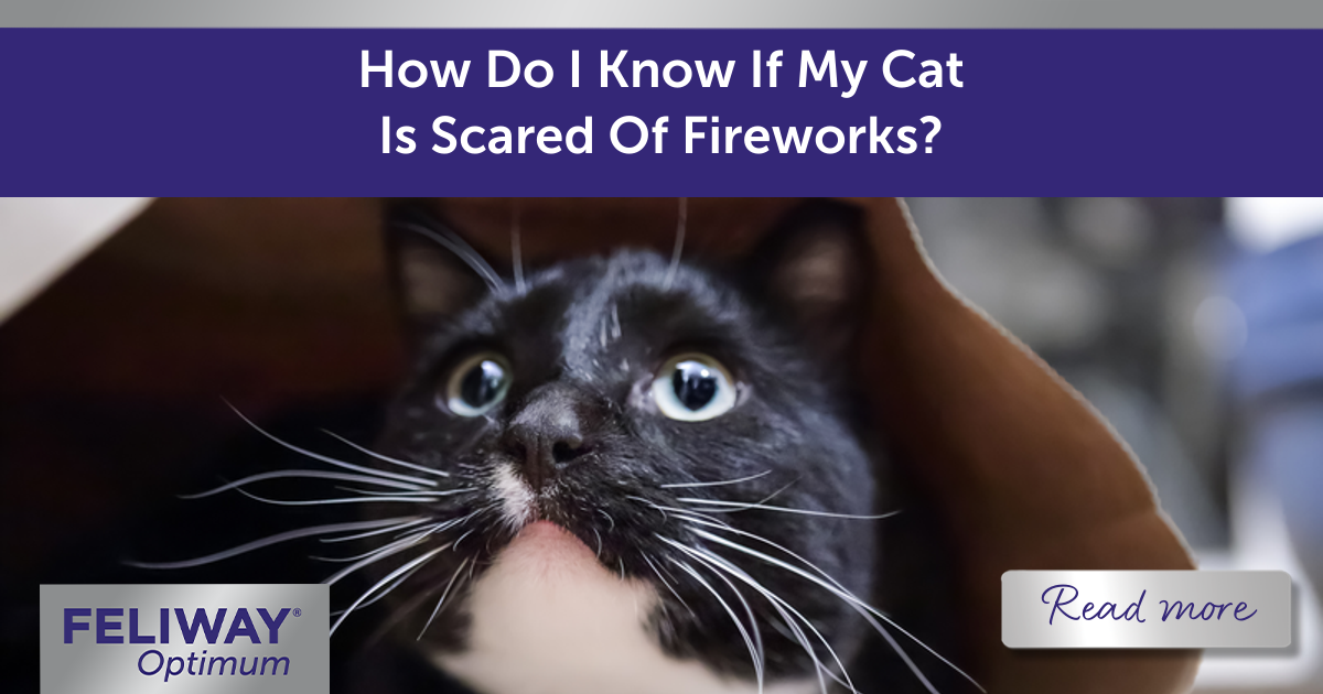 How Do I Know If My Cat Is Scared Of Fireworks?