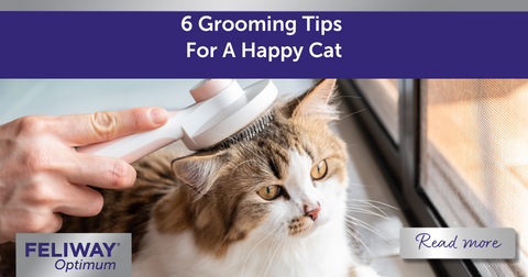 6 Grooming Tips For A Happy Cat