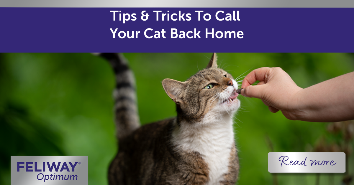 Tips and Tricks To Call Your Cat Back Home
