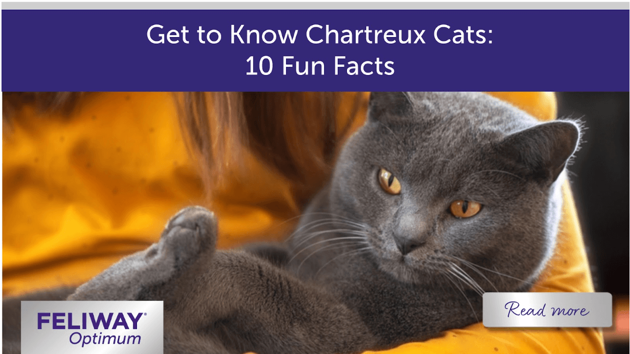 Chartreux cat being held in their humanโs arms.