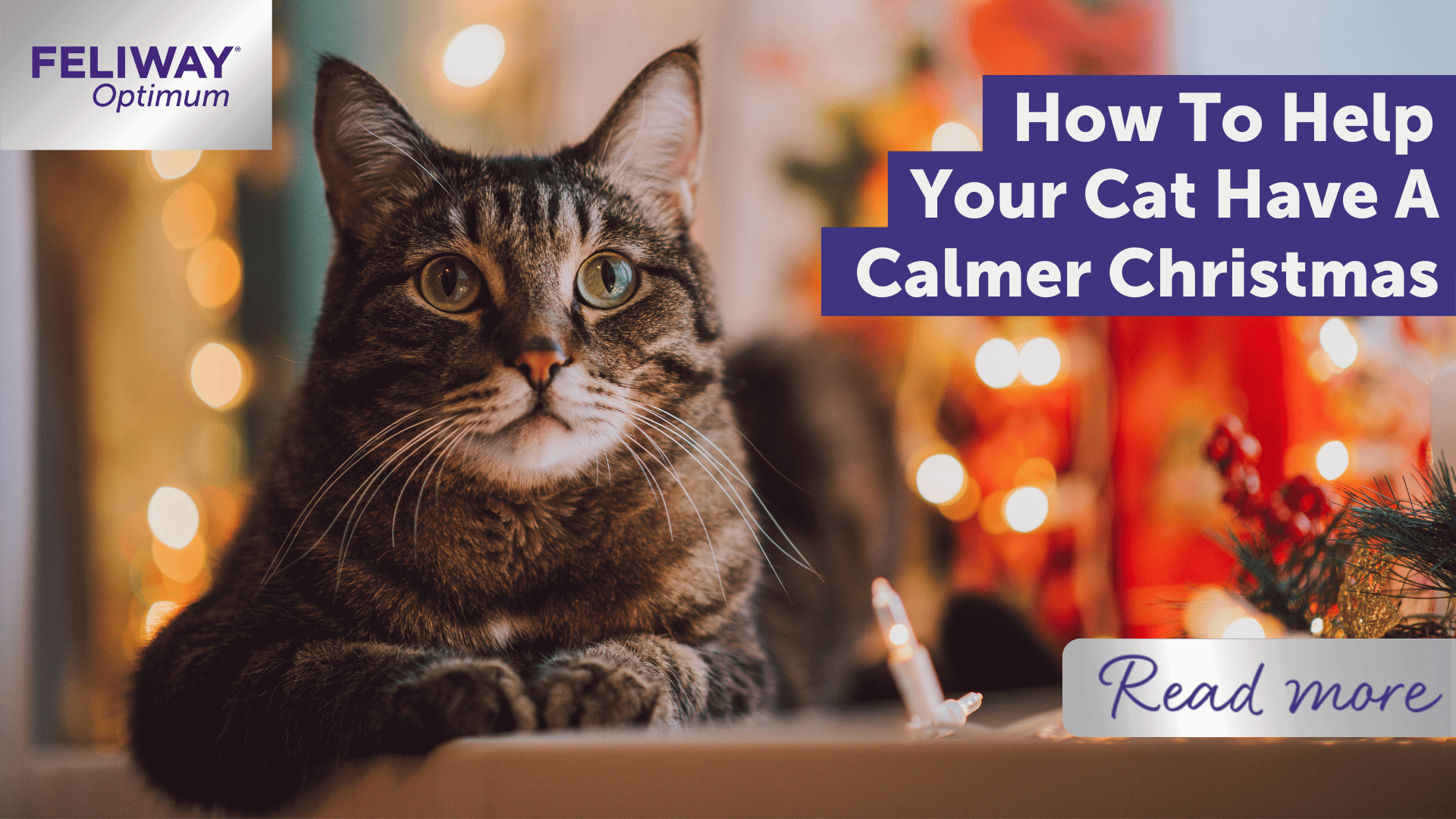 How to Help Your Cat Have a Calmer Christmas