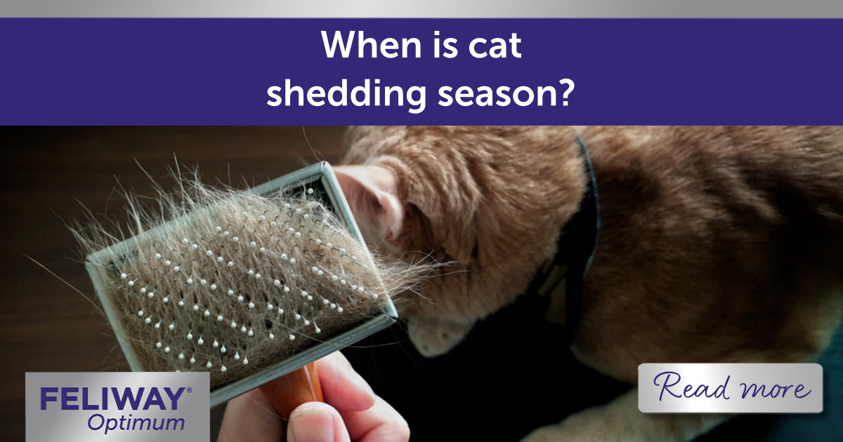 When Is Cat Shedding Season?
