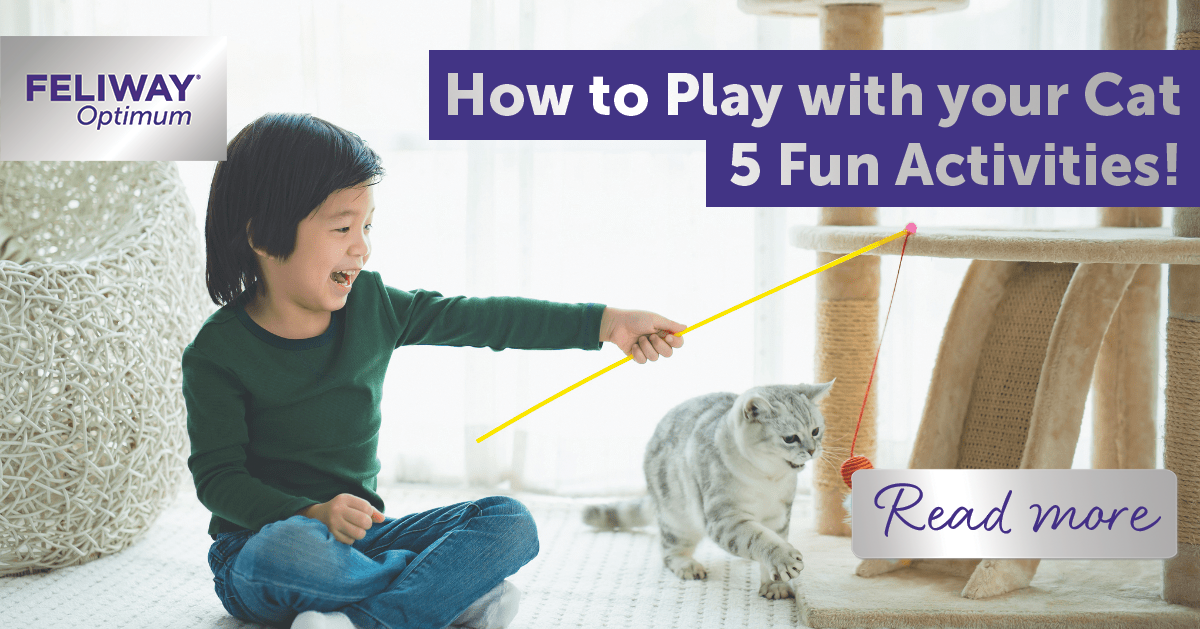 How to Play with your Cat - 5 Fun Activities!