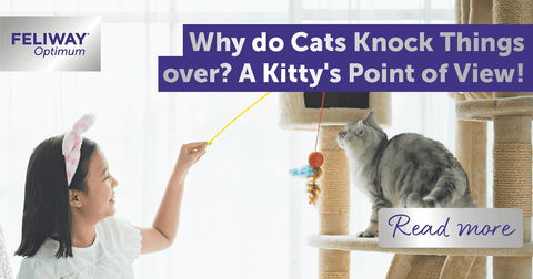 Why do cats knock things over? A Kitty's Point of View