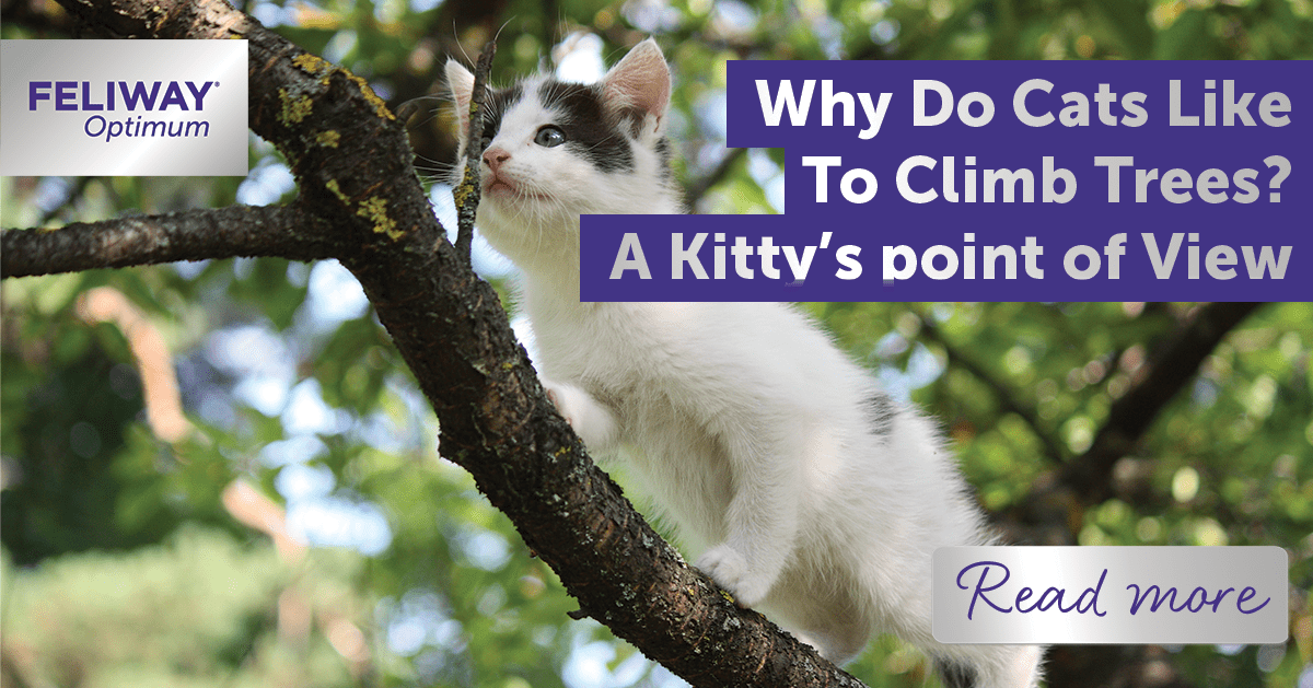 Why Do Cats Like to Climb Trees? A Kitty’s Point of View!
