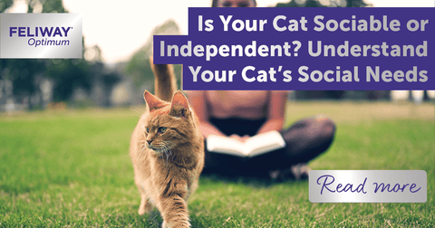 Is Your Cat Sociable or Independent? Understand Your Catโรรดs Social Needs