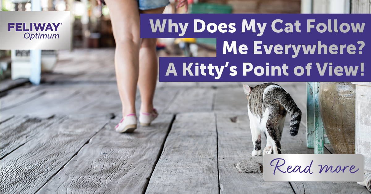 Why Does My Cat Follow Me Everywhere? A Kitty‚Äôs Point of View!