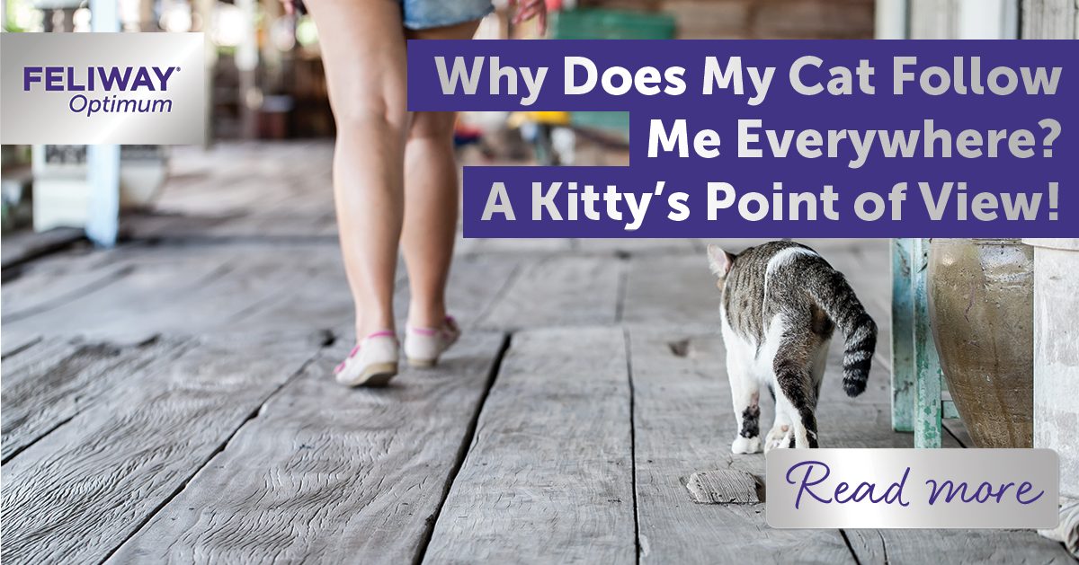 Why Does My Cat Follow Me Everywhere? A Kitty’s Point of View!