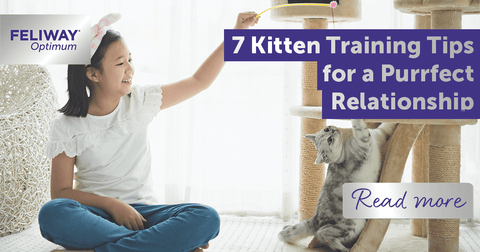 7 Kitten Training Tips for a Purrfect Relationship