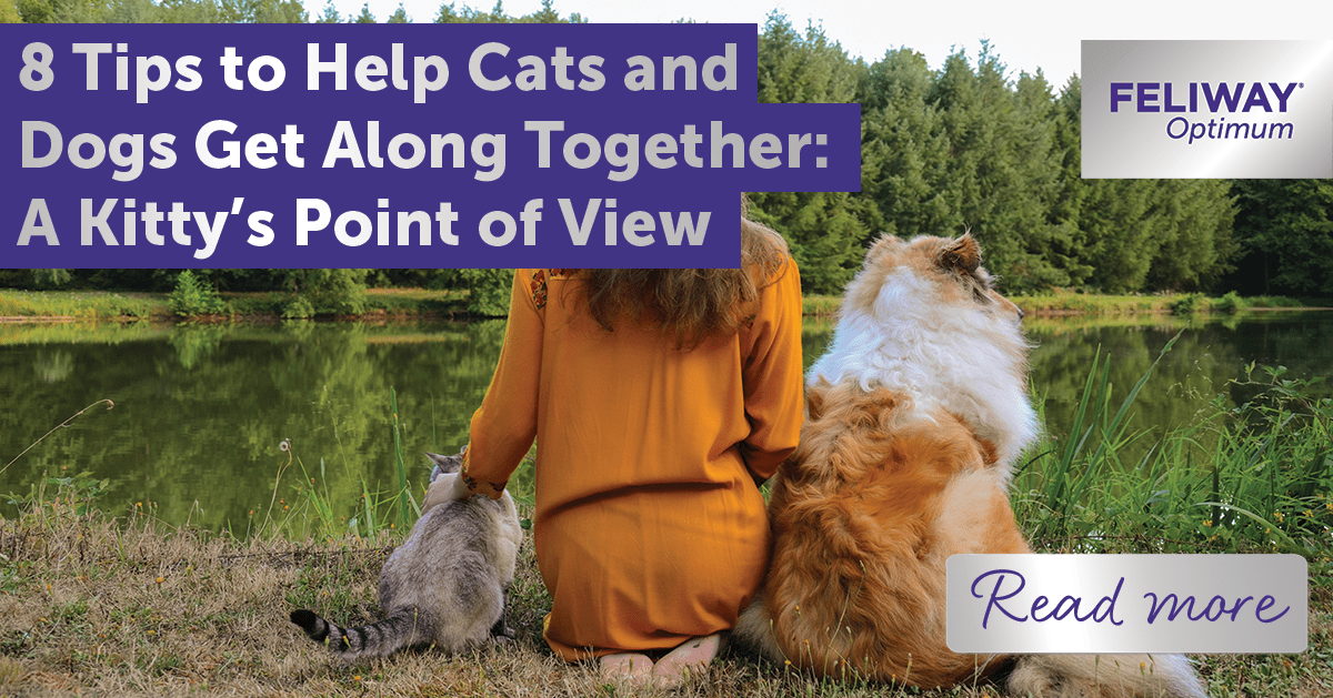 8 Tips to Help Cats and Dogs Get Along Together: A Kittyโรรดs Point of View