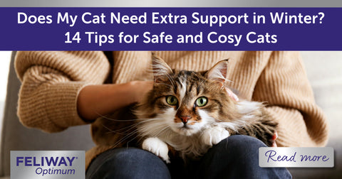 Does My Cat Need Extra Support in Winter? 14 Tips for Safe and Cosy Cats