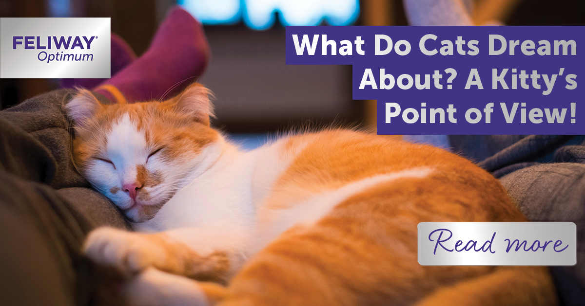 What Do Cats Dream About? A Kitty’s Point of View!