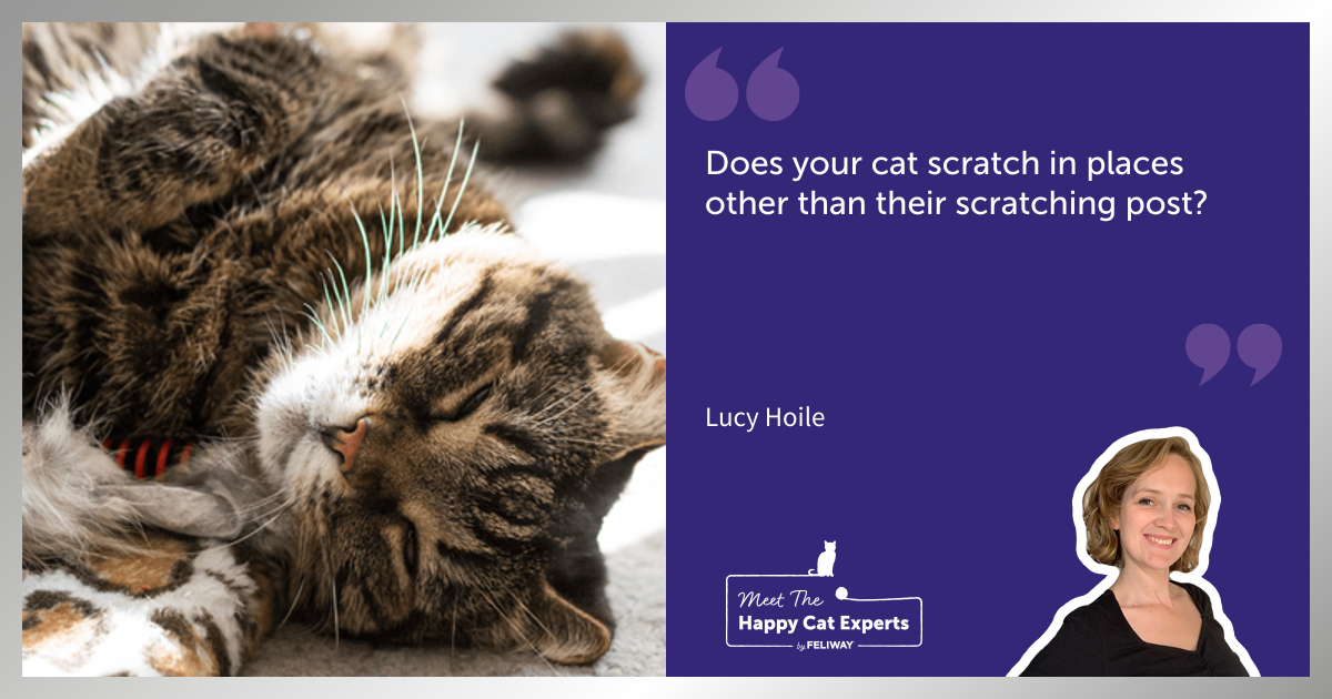 Happy Cat Expert - How to Encourage Your Cat to Use a Scratching Post