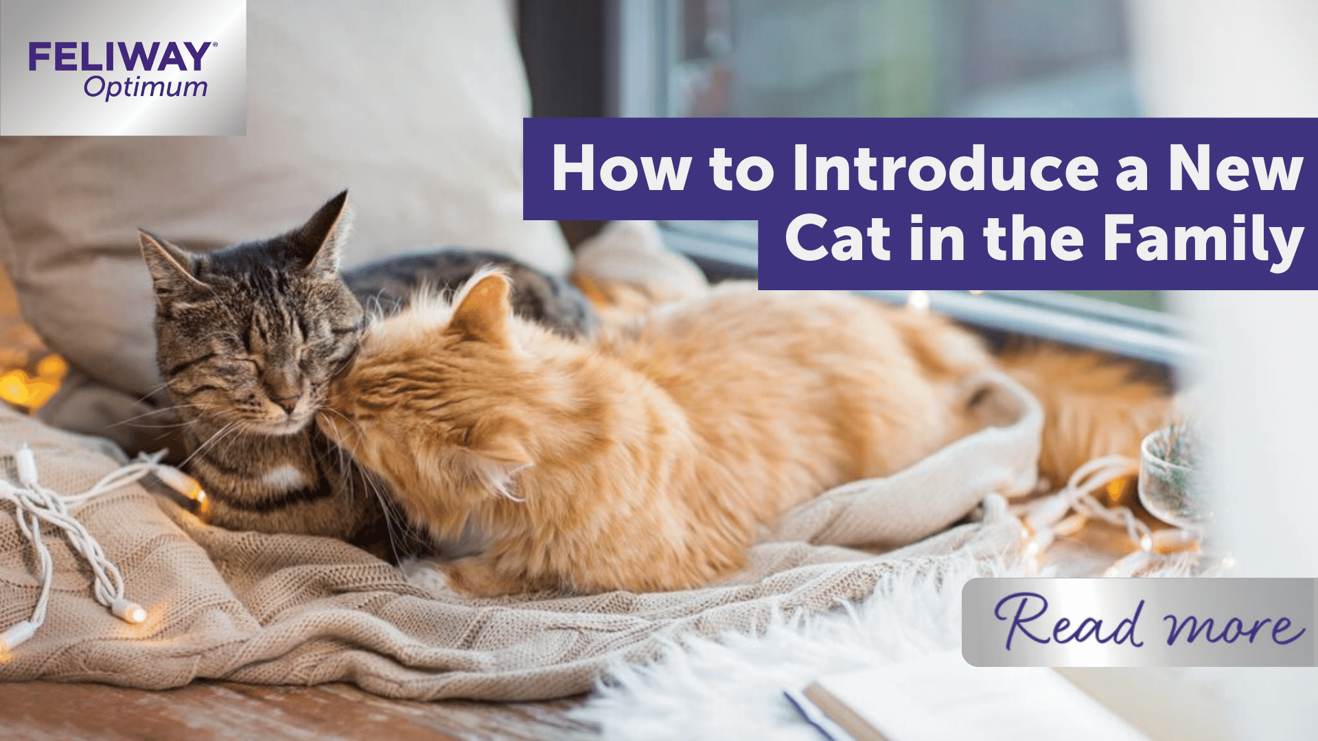 How to Introduce a New Cat in the Family