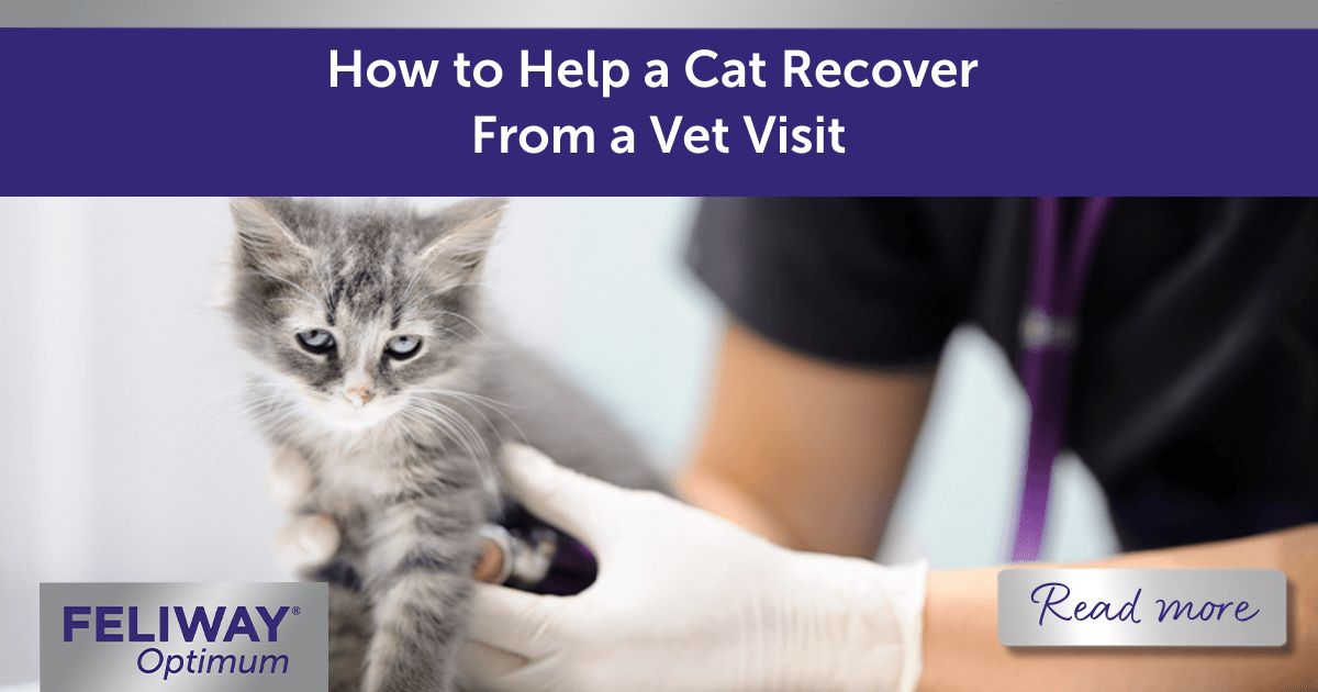 How to Help A Cat Recover From a Vet Visit